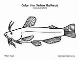 Bullhead Coloring Fish sketch template