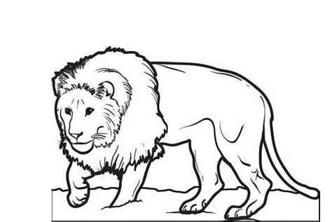 simple lion coloring page  print  color