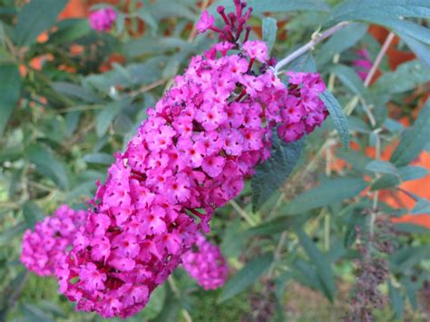 essential care  maintenance tips   hardy butterfly bush