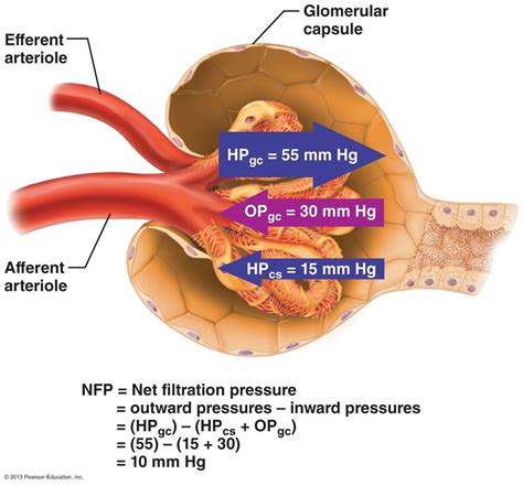 hydrostatic pressure  glomerulus google search pinteres