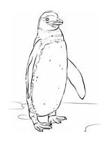 Penguin Coloring Galapagos Macaroni Crested sketch template