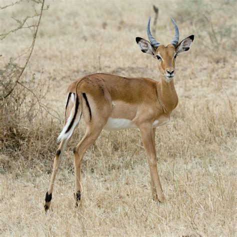 impala impala animal african animals impala