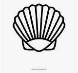 Shell Sea Coloring Shells Clipart Clipartkey sketch template