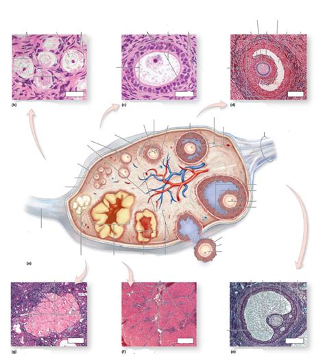 stages  follicle development   ovary diagram quizlet