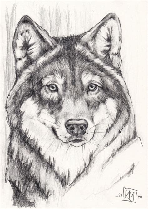 zeichnung wolf kopf