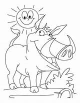 Wild Boar Coloring Smiling Sun Together Pages Getdrawings sketch template