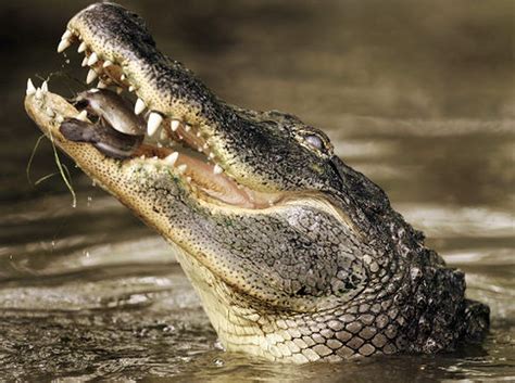 Dozens Of Crocodiles Escape Thai Farm Menace Area Near