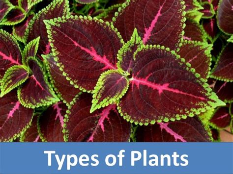 types  plants