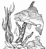 Bass Fishing Fish Drawing Clip Drawings Largemouth Underwater Clipart Pencil Line Coloring Pages Wood Burning Patterns Sketch Cliparts Jumping Other sketch template