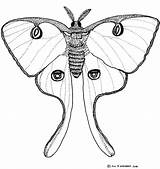 Moth Kleurplaten sketch template