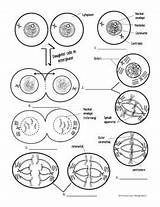 Mitosis sketch template