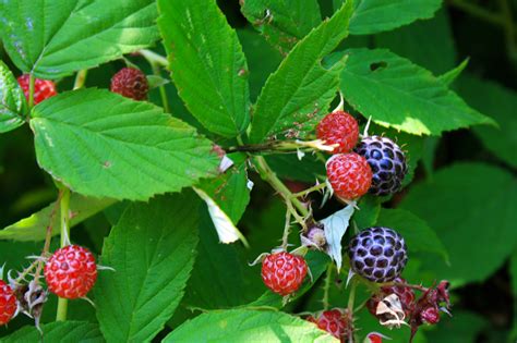 black raspberry berry  ontario native plant nursery container grown
