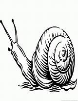 Snail Line Drawing Coloring Pages Getdrawings sketch template