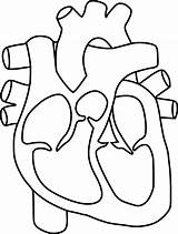 Heart Coloring Diagram Getcolorings Anatomy sketch template