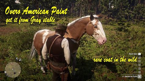 overo american paint easy  rdr youtube