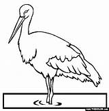 Stork Coloring Pages Endangered Animals Storks Oriental Getcolorings Designlooter Color 565px 2kb sketch template