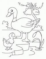 Coloring Ducklings Way Make Popular sketch template