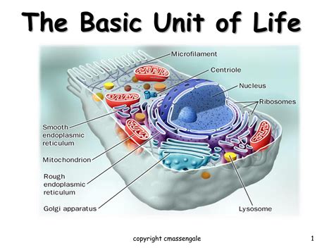 chapter   basic structure   cell