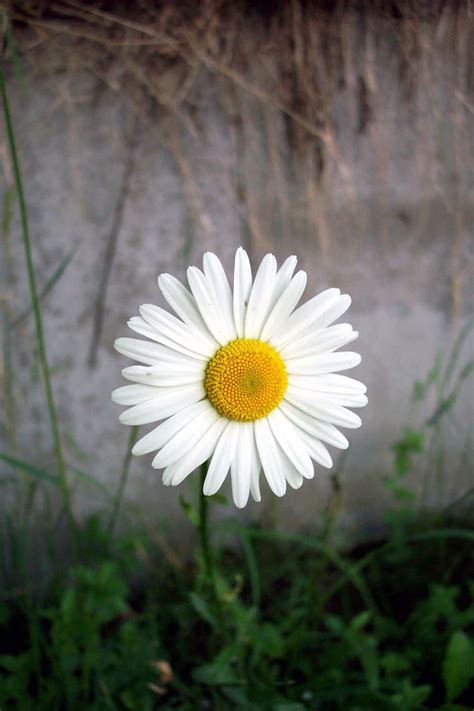 special daisy flower picture wallpaperscom