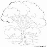 Coloring Noahs Trees4 Mural Brett Ark Jan Pages Printable sketch template