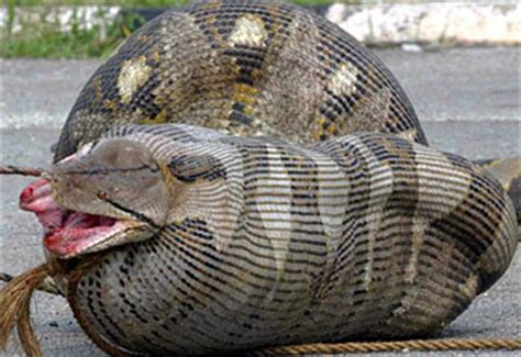 Pin Giant Anaconda Image Search Results on Pinterest