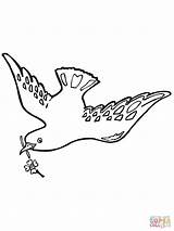 Taube Ausmalbild Friedens Doves Tauben Getdrawings sketch template