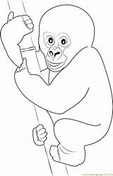 Gorilla Coloring Drawing Baby Cute Pages Color Drawings Getdrawings Paintingvalley Coloringpages101 sketch template