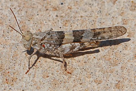 pallid winged grasshopper trimerotropis pallidipennis  flickr
