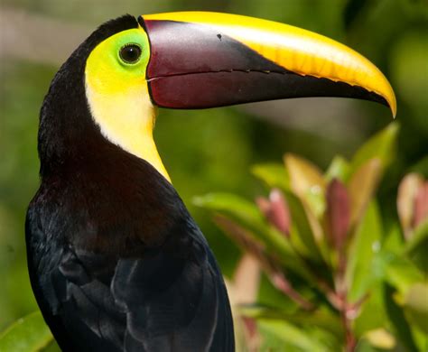 avian explorer blog archive chestnut mandibled toucan