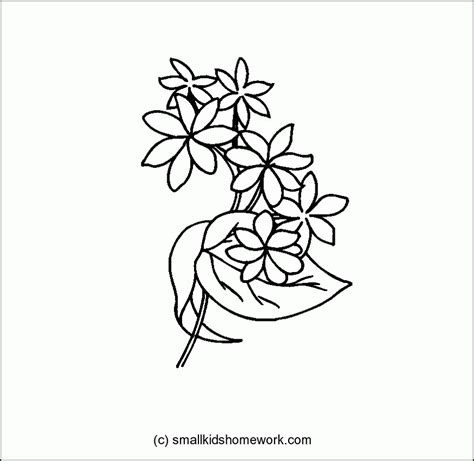 colouring pages  jasmine flower  svg file  silhouette