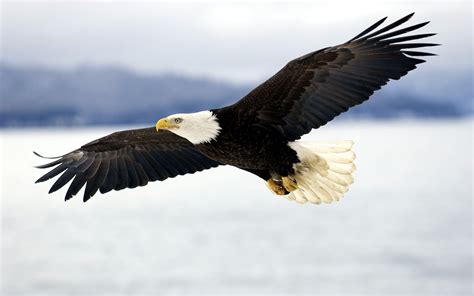 bald eagle  mid air flight pgcps mess reform sasscer  delay