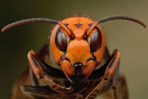 What The Fauna • Japanese Giant Hornets Are Excellent Predators Of