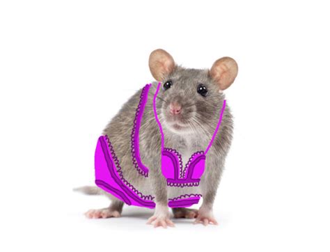 scientists dressed rats up in sexy little jackets to find out what turns them on