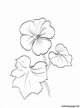 Geranium Flower Coloring Pages Drawing Print Choose Board Line sketch template