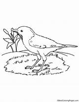 Bellied Thrush Rufous Coloring sketch template