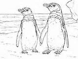 Coloring Penguin Penguins Humboldt Little Blue Pages Macaroni Walks Pair Printable Basking Sun Super Ies Colorings Category sketch template