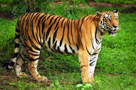 tigre ecologia caracteristicas subespecies  fotos de tigres