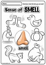Smell Senses Five Preescolar Teachersmag Activity Preschoolers Sentidos Ingles 99worksheets Meaningofyourdreams sketch template