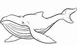 Whale Coloring Pages Printable Kids Whales Blue Outline Humpback Clipart Shark Realistic sketch template