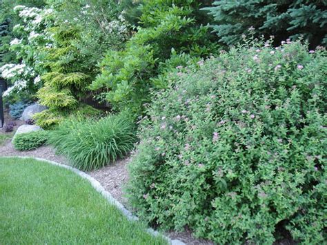 landscaping planting living privacy borders