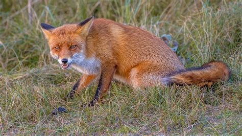 red fox  attacked  people  glen ridge tests positive  rabies