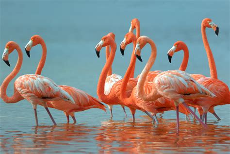 greater flamingos  lawn ornaments    tallahasseecom community blogs