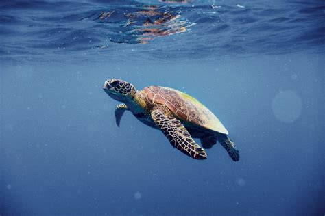 vrouwenoverschot bij zeeschildpadden door klimaat nrc