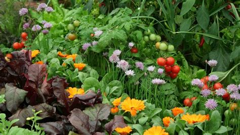 top  benefits  companion planting eckerts greenhouse garden center plant nursery