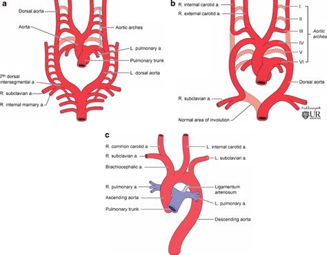 arch  aorta diagram elesadywayne