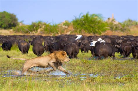 The Okavango Why You Need A Safari In Botswana S Delta Lonely Planet