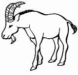 Goat Bode Kambing Mewarnai Chifres Mewarna Kids1 Tudodesenhos Procoloring sketch template