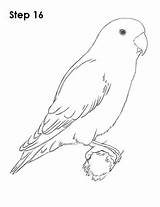 Lovebird Draw Coloring Bird Drawing Step Drawings Designlooter 500px 43kb sketch template