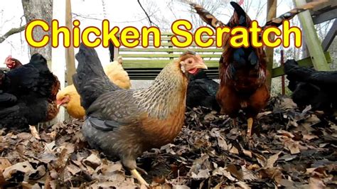 chicken scratch youtube