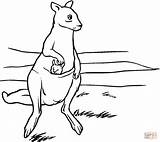 Coloring Kangaroo Pages Kangaroos Printable Mother Baby Kids Pouch Drawing Silhouettes Clipart sketch template
